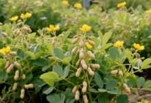 花生上树，你敢吃吗？-程序员中文网